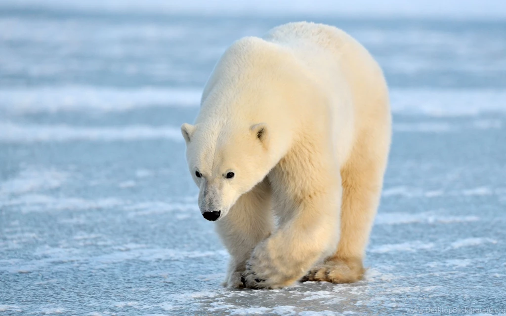 Polar Bear Wallpaper.