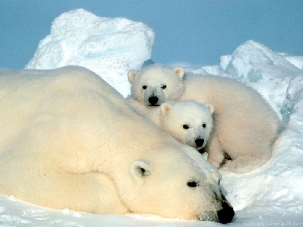 Paulbarford Heritage The Ruth Polar Bear Wallpapers Desktop