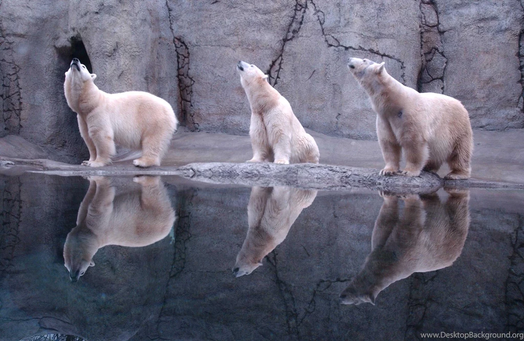 Polar Bears Wallpapers