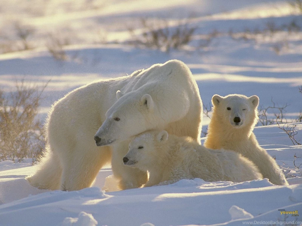 YouWall   Polar Bears Wallpapers   Wallpaper,wallpapers,free ...