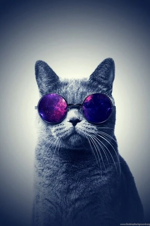 Background, Cat, Cute, Funny, Phone, Wallpaper, Weird   Image ...