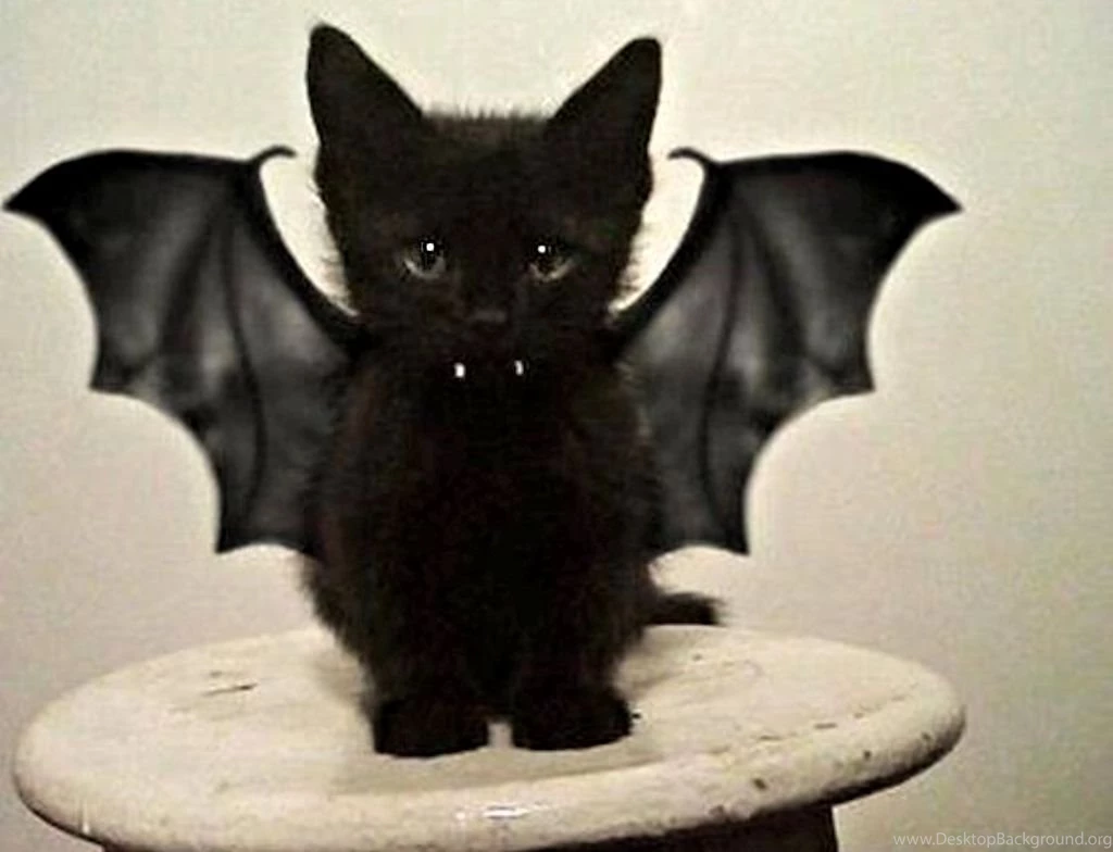 Cats: Bat Cat Kitty Kitten Feline Pictures For HD 16:9 High ...