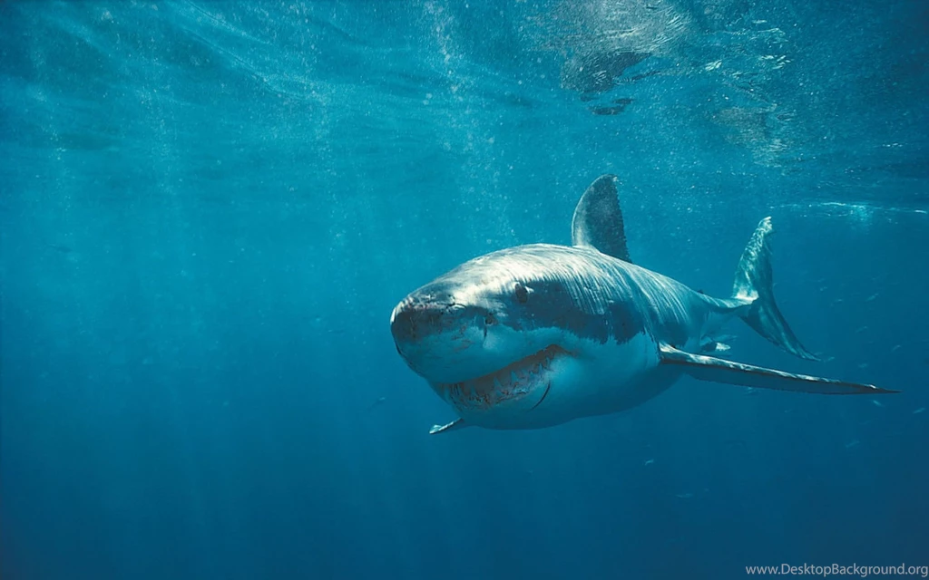 White Shark Wallpapers