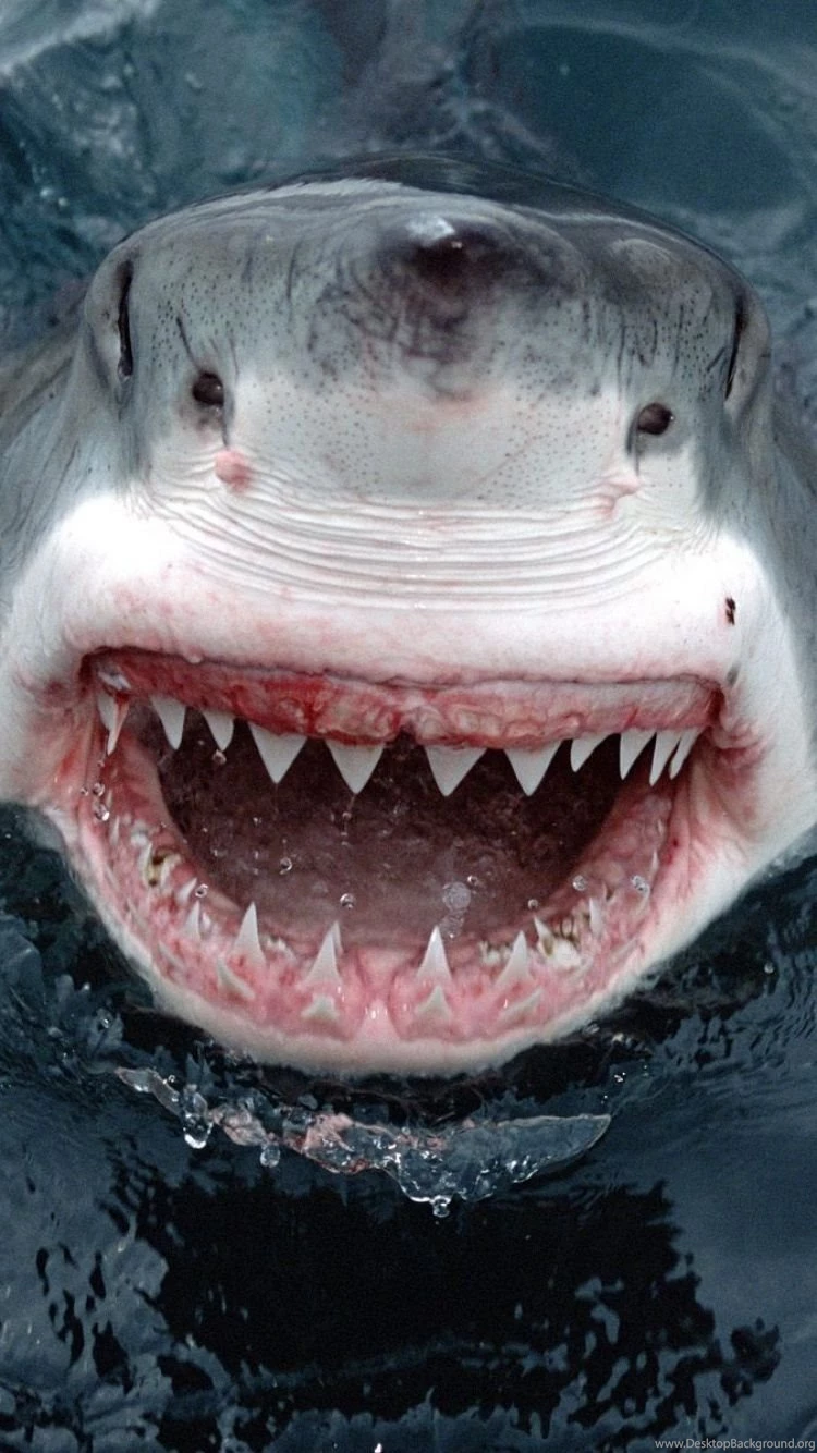 Download Wallpapers 750x1334 Shark, Teeth, Face, Anger iPhone 6 HD ...