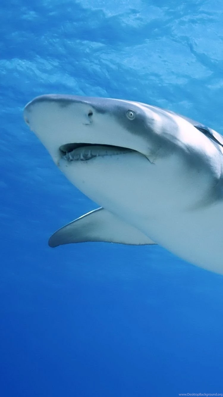 Download Wallpapers 750x1334 Shark, Swim, Sea, Ocean, Predator ...