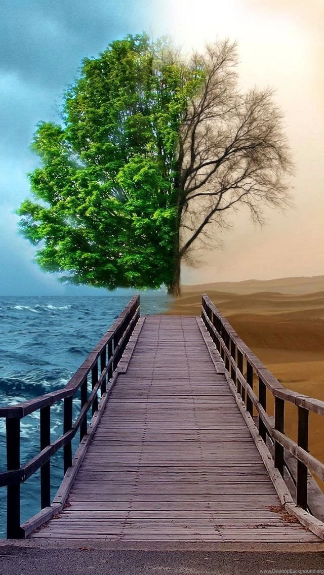 Half Life Tree iPhone 5s Wallpapers Download