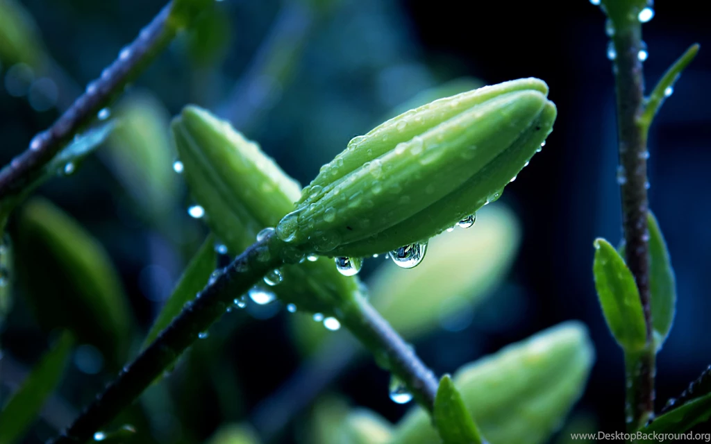 Ultra HD 4K Macro Wallpapers, Desktop Backgrounds HD