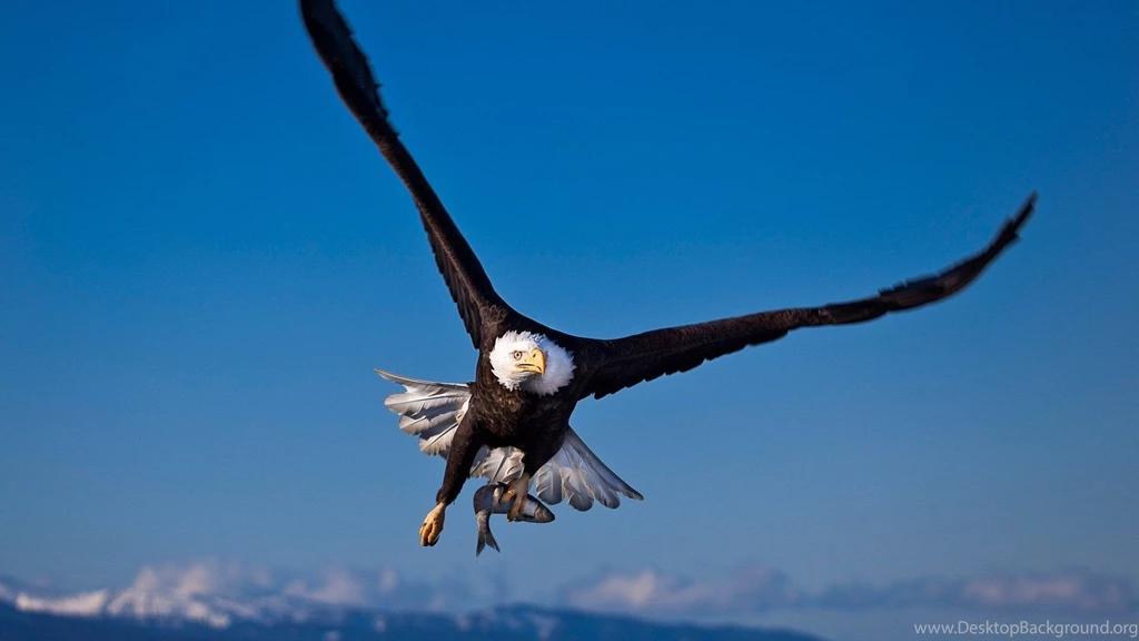 Flying Eagle HD Wallpapers, Flying Eagle Pictures, New Wallpapers