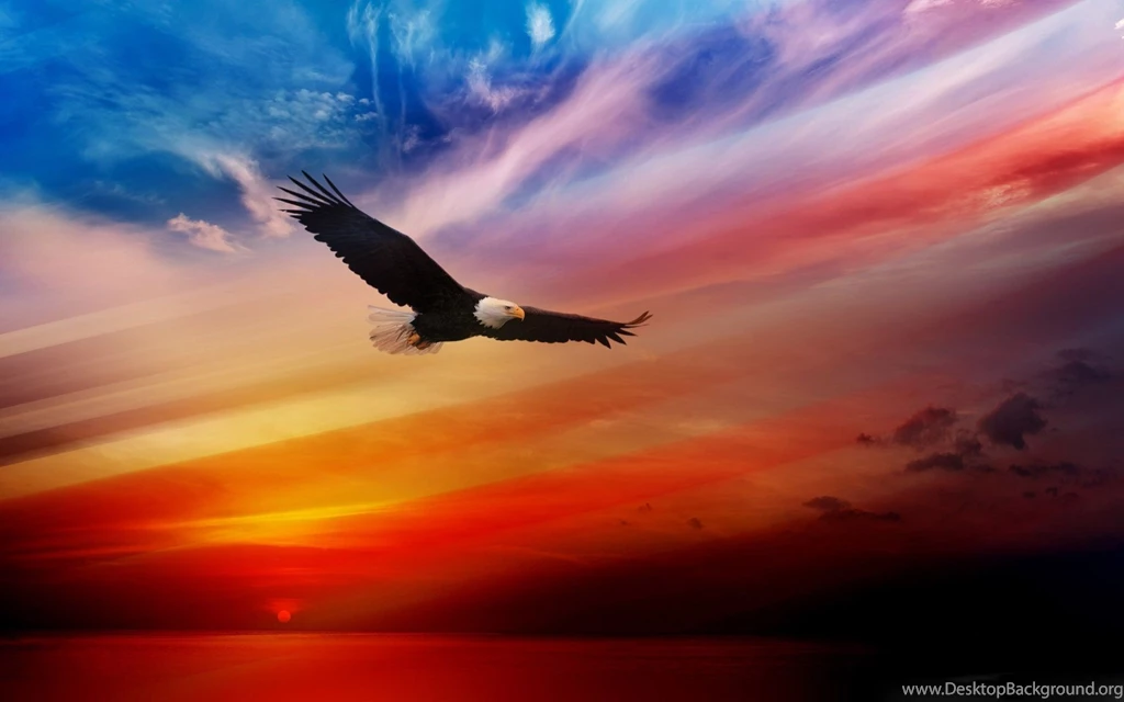 Bald eagle