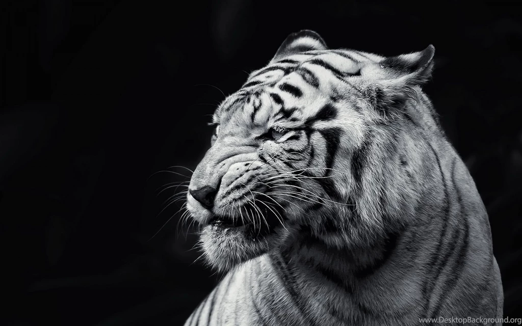 190 White Tiger HD Wallpapers