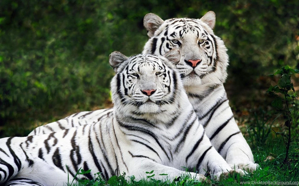 30 White Tiger Wallpapers Pictures