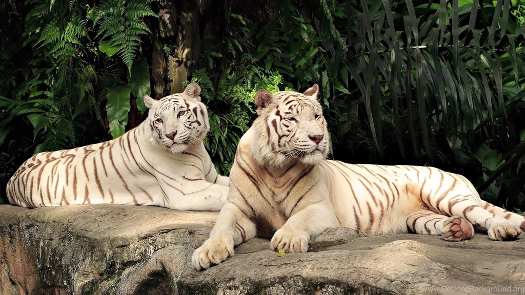 White Tiger Wallpapers