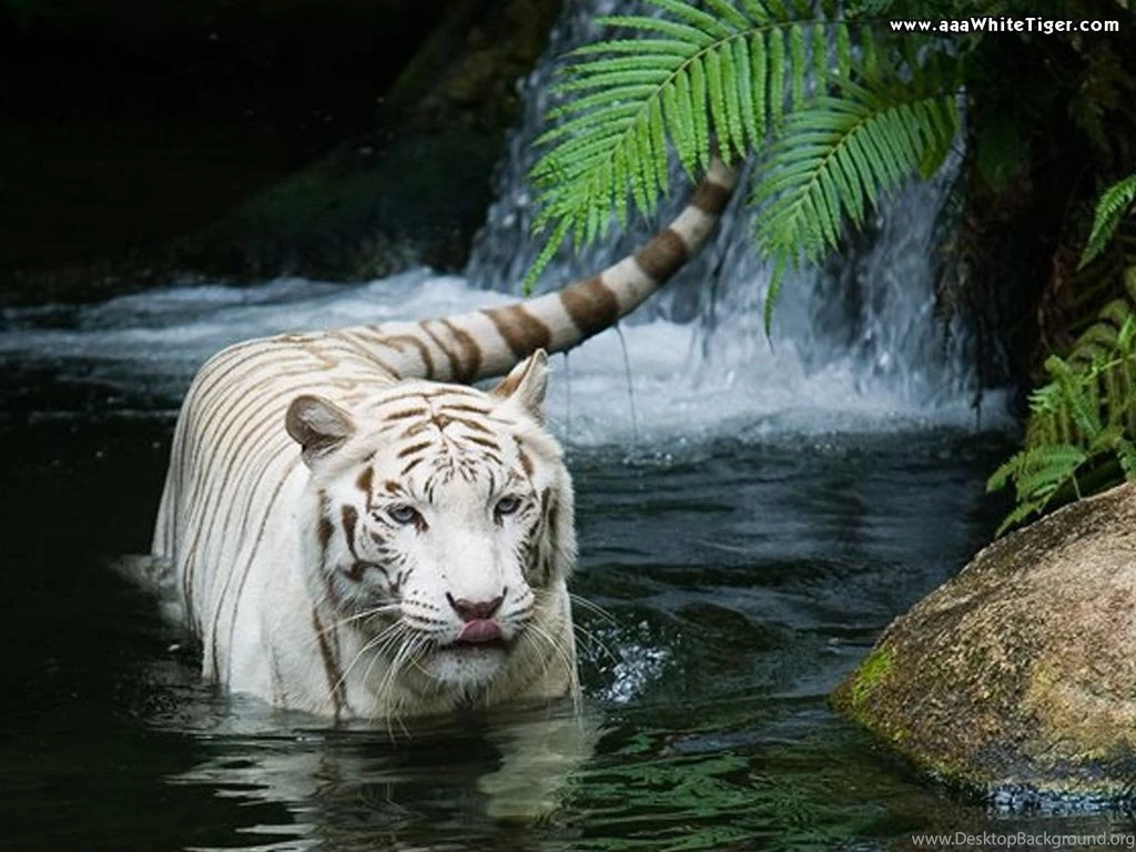 White Tiger Wallpapers For Desktop 16 Photos Of White Tiger ...