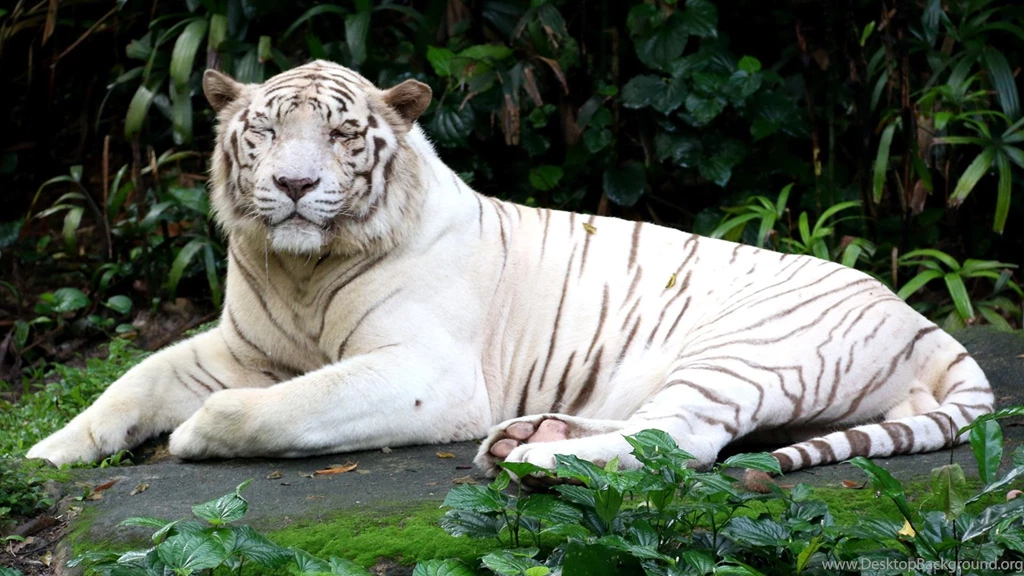 Beautiful White Tiger Wallpapers – Free Full Hd Wallpapers For ...