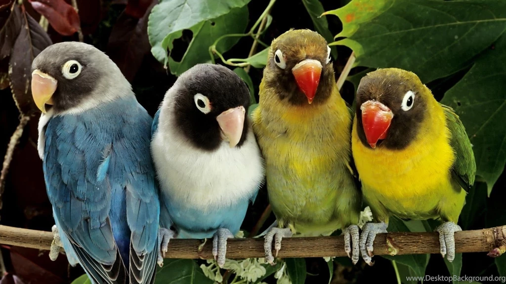 Animated Animal HD Wallpapers