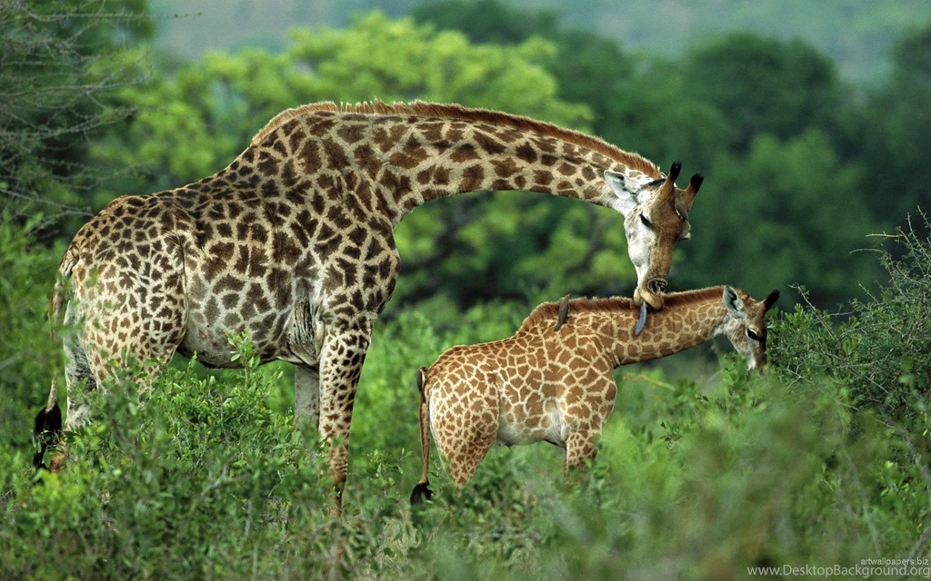 Wildlife Wallpapers Hd