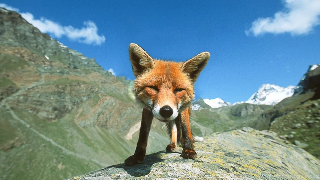 Animal