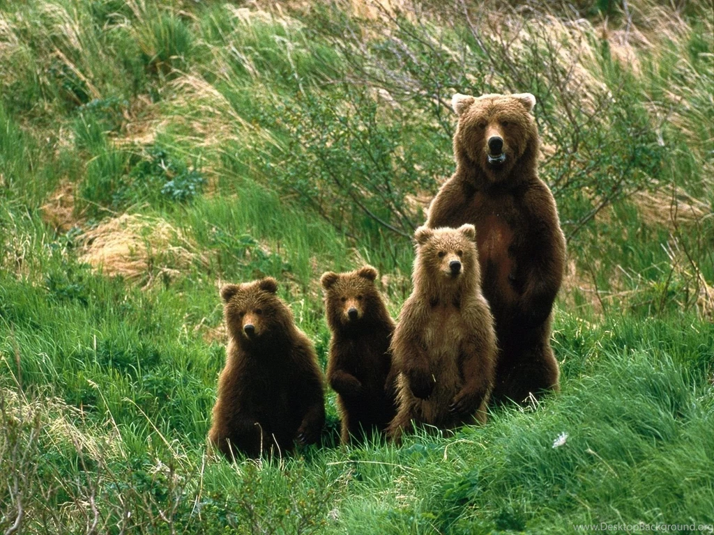 Wallpapers Bear Cubs, Bear, Brown Bear, Grass Desktop Wallpapers ...