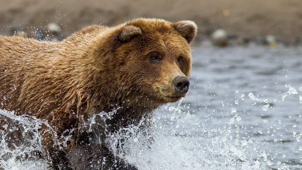 Free Download Brown Bear HD Wallpapers – Simply High Definition ...