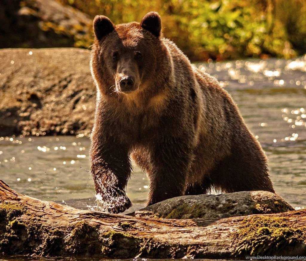 Download Big Brown Bear Coming Out Of The Water Wallpapers For ...