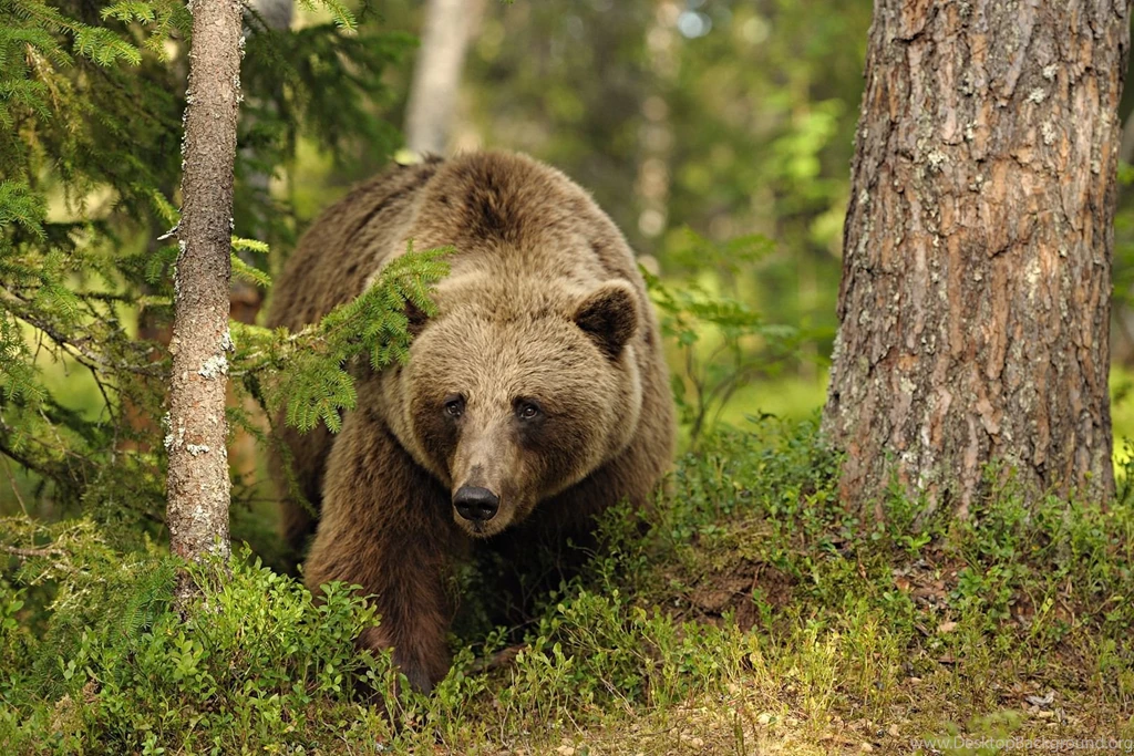 Brown Bear Wallpaper Images
