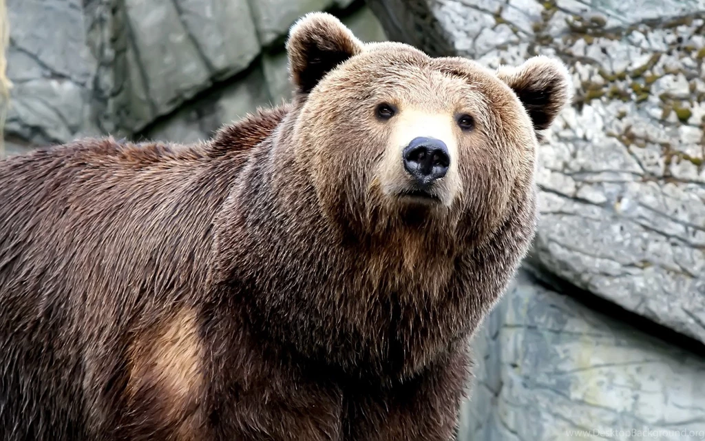Brown Bear Wallpapers