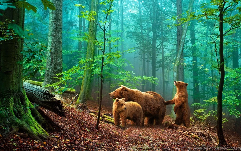 Brown Bears in the Forest Wallpaper.jpg