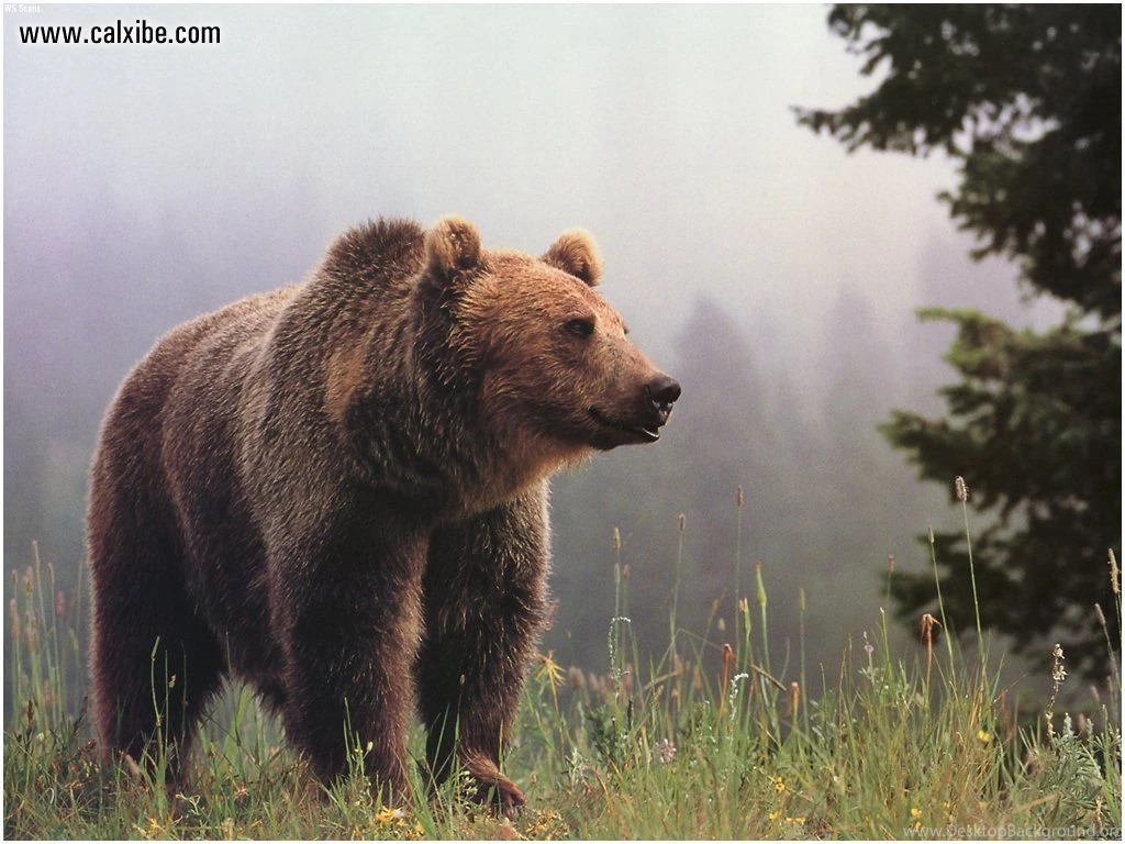 Animals: Big Brown Bear, Picture Nr. 6206