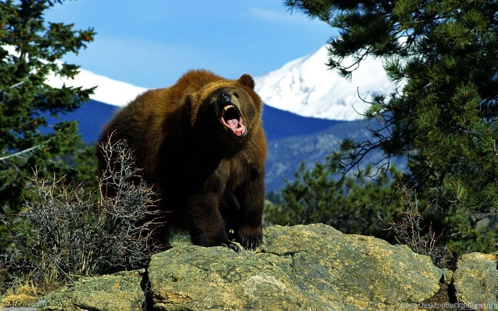 Angry Brown Bear Wallpapers