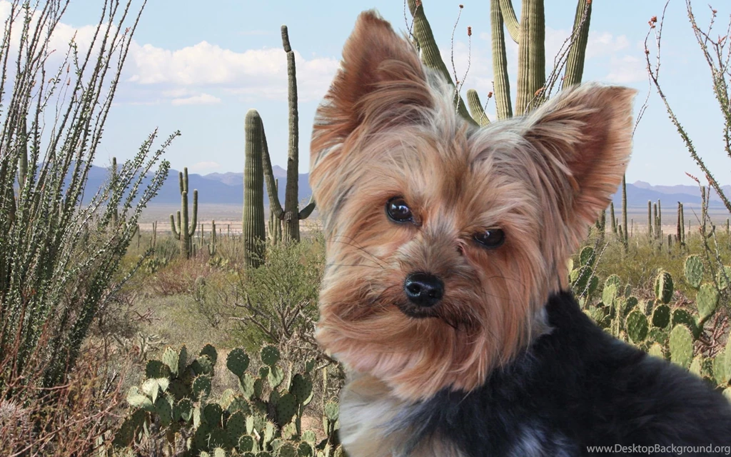 Gallery For Free Desktop Wallpapers Yorkies