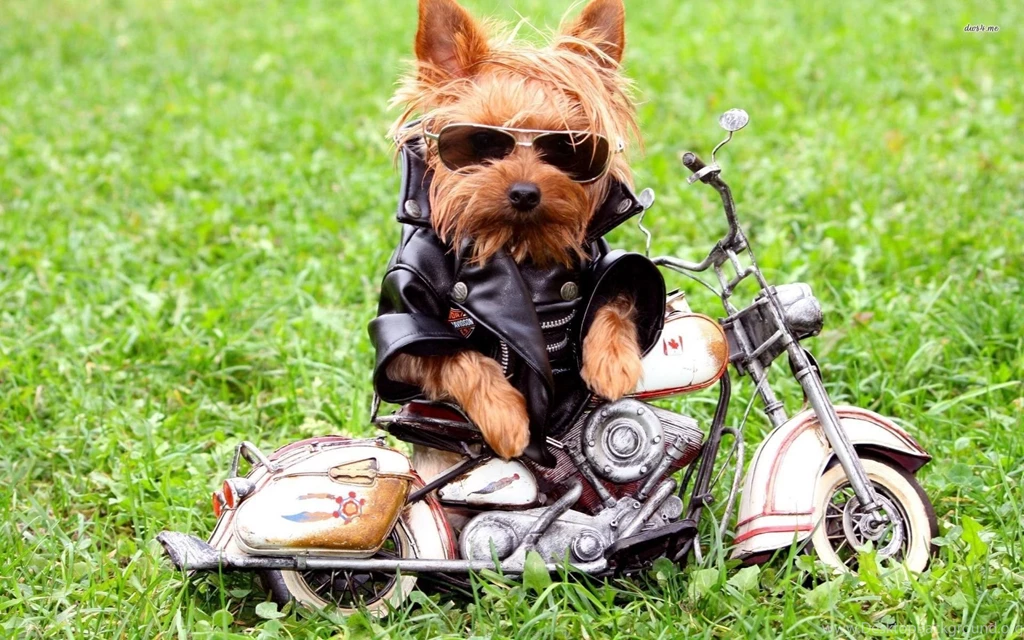 Yorkshire Terrier Wallpapers