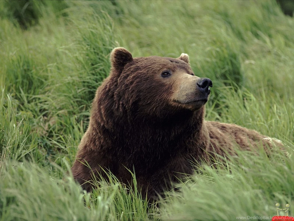 Gallery For Beautiful Bears Wallpapers