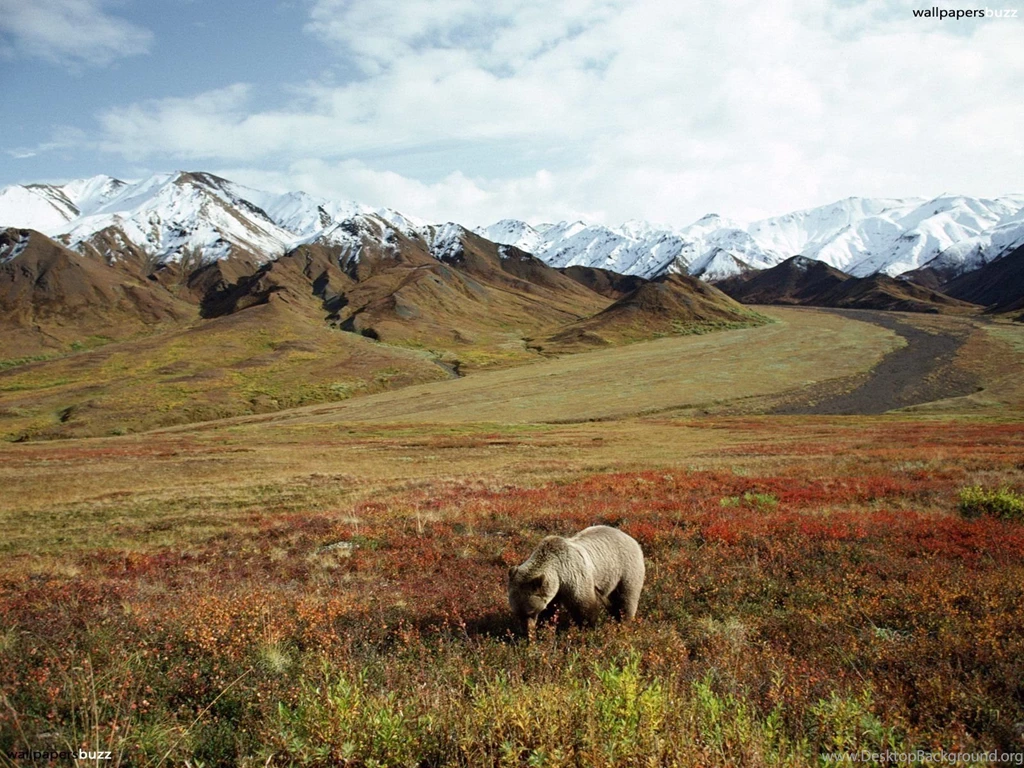 The Brown Bear In The Meadow HD Wallpapers