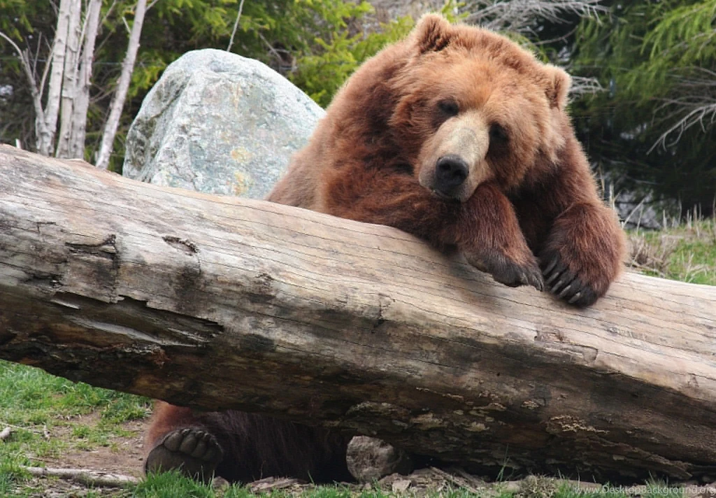 Timber Bear Brown Brown Bear Recreation Wallpapers