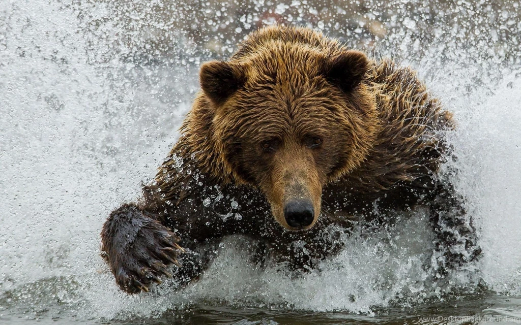 Brown Bear In The River Wallpapers