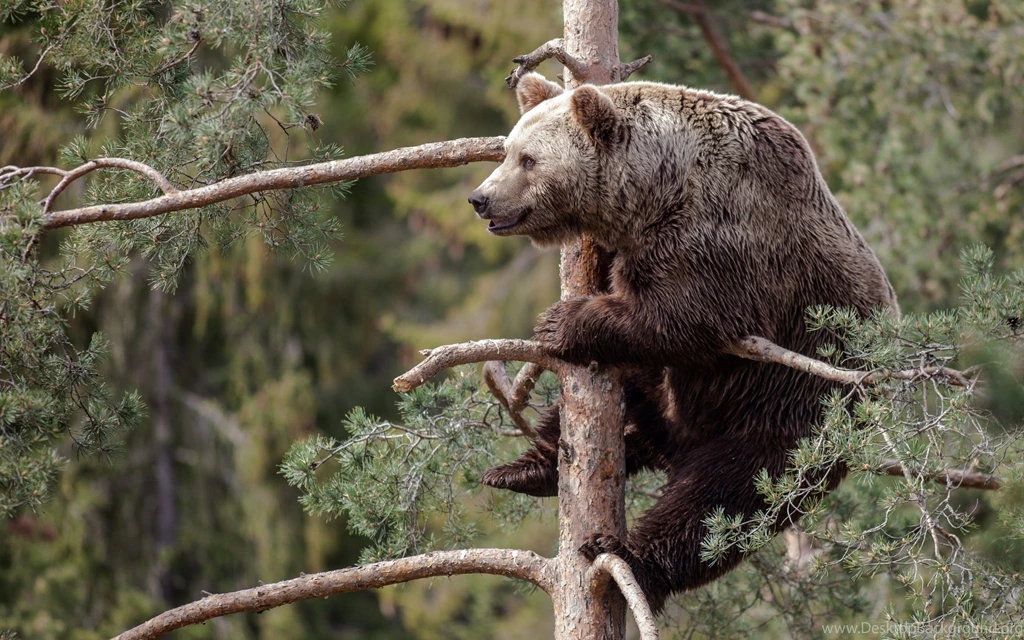 Brown Bear Wallpapers, Desktop Wallpapers » GoodWP.com