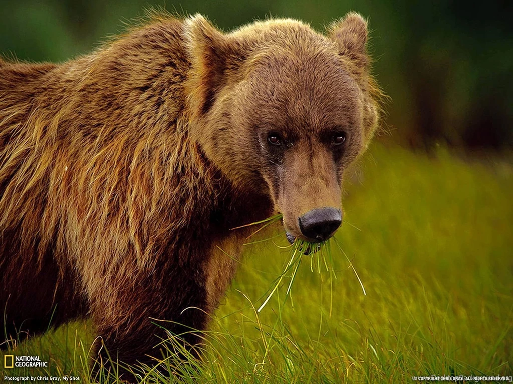 Alaskan Brown Bear Photo – Animals Wallpapers – National Geographic ...