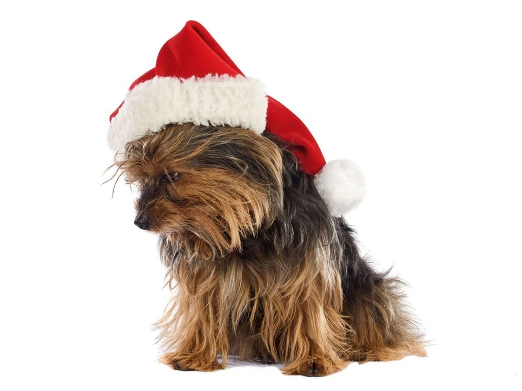 Gallery For Free Yorkie Christmas Wallpapers