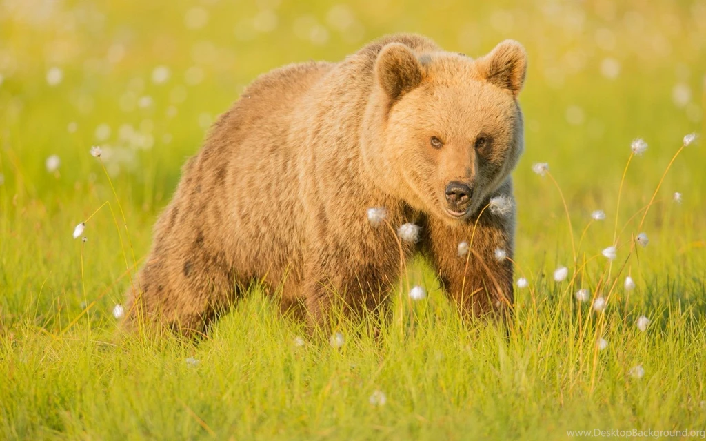 Brown Bears HD Wallpapers Download For Desktop And Mobile