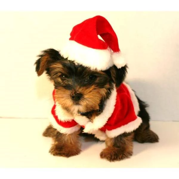 Teacup Yorkie For Christmas