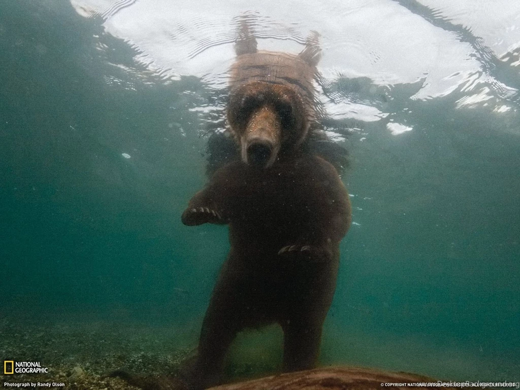 Brown Bear Under Water Photo, Animal Wallpapers National ...