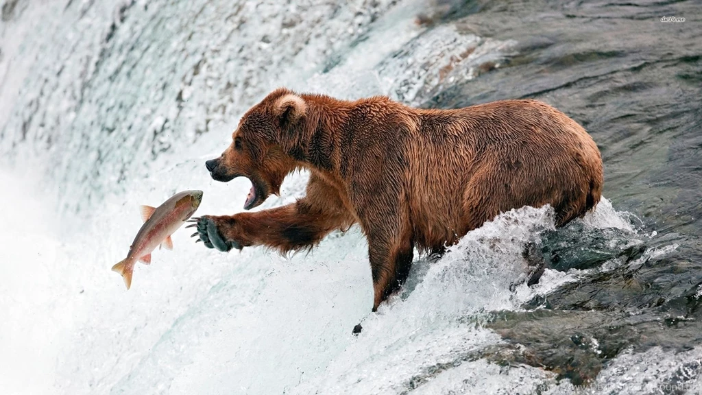 Brown Bear Fishing Wallpapers Animal Wallpapers