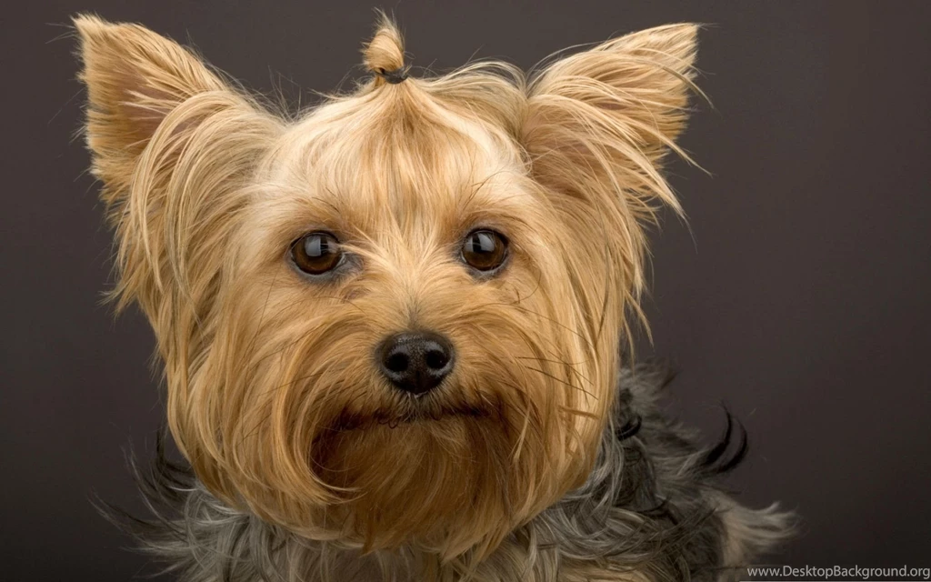 Gallery For Hd Wallpapers Yorkies