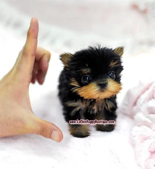 Colorado Pomeranian Maltese Yorkie Puppies
