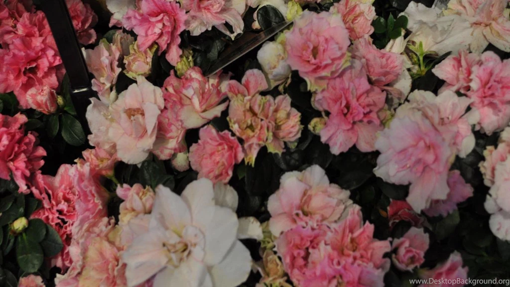 Mothers Day Flowers Wallpapers HD 1366x768