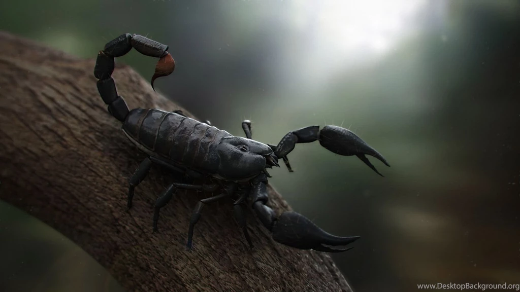19 Scorpion HD Wallpapers