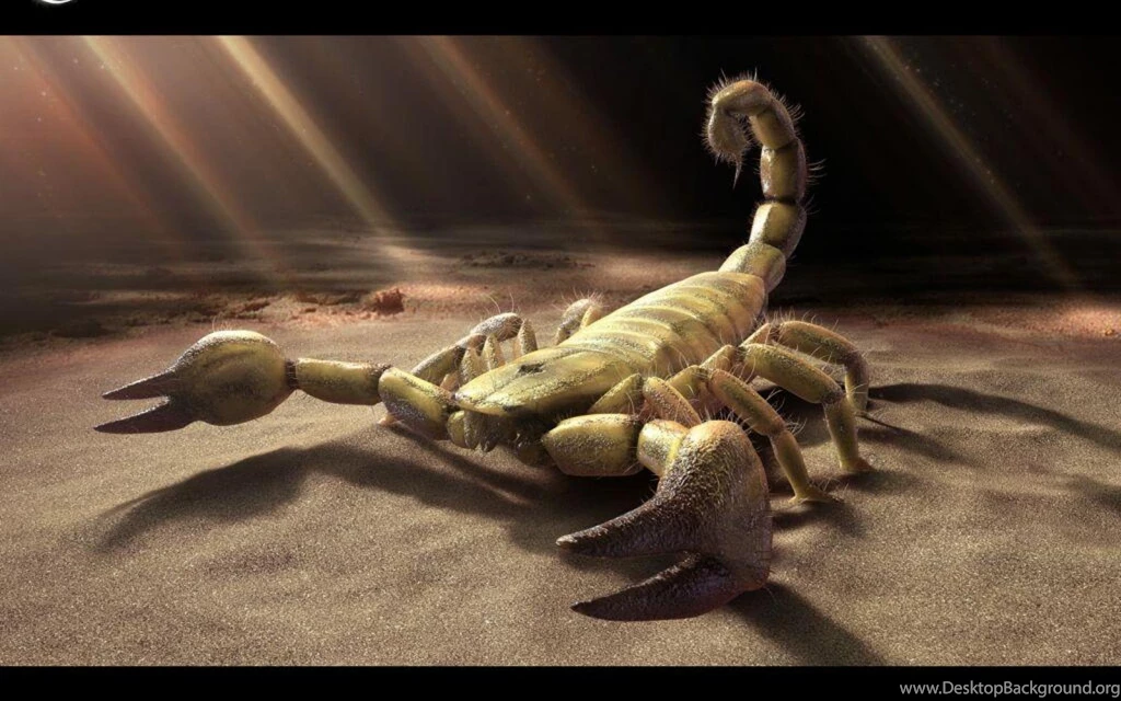 Scorpion HD Wallpapers