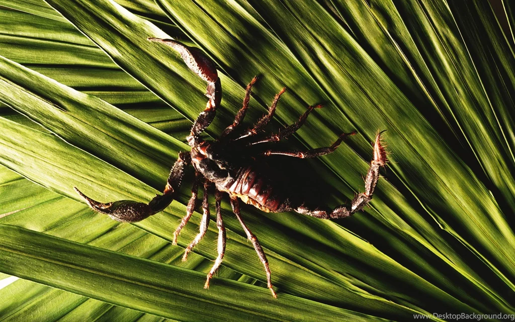Scorpion Wallpapers