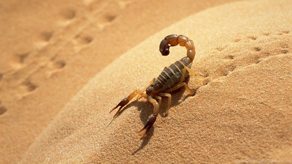 Scorpion HD Wallpapers
