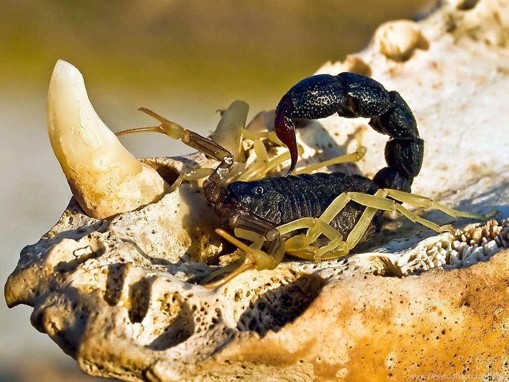 Scorpion Pictures Dangerous Scorpion Pictures